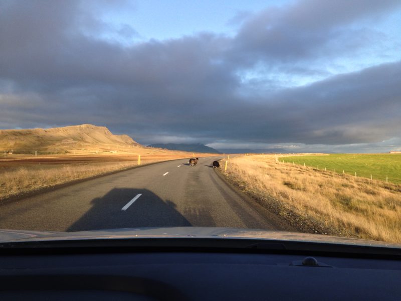 sheep on a road in iceland