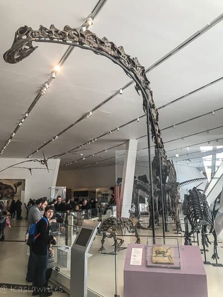 long neck dinosaur skeleton 