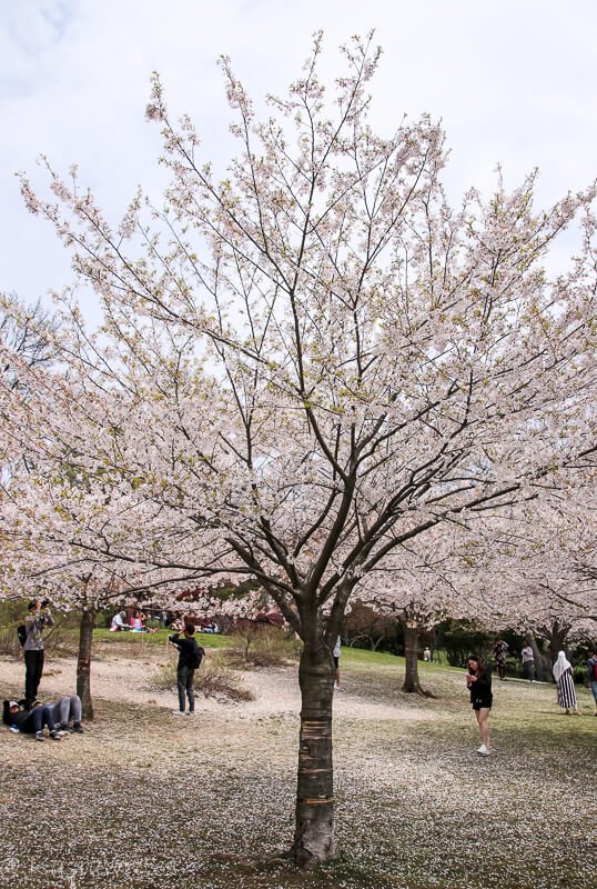 cherry blossoms, cherry blossoms in toronto