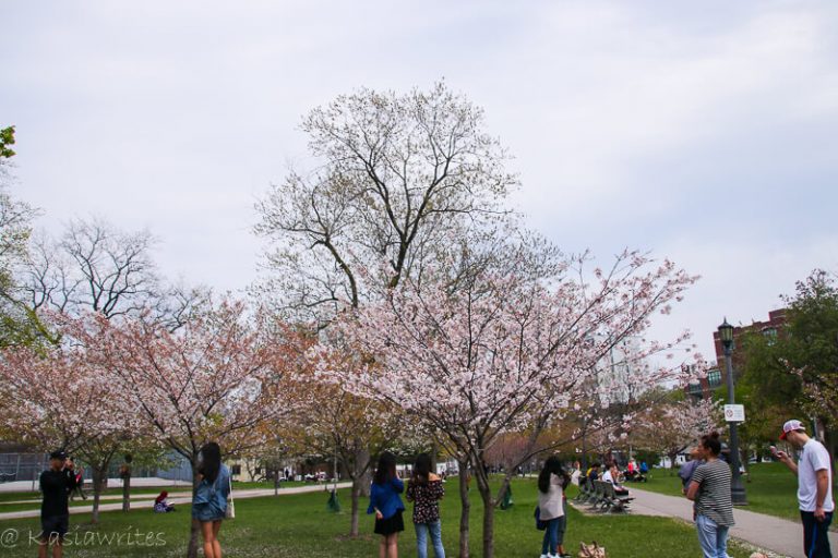 cherry blossoms, cherry blossoms in toronto