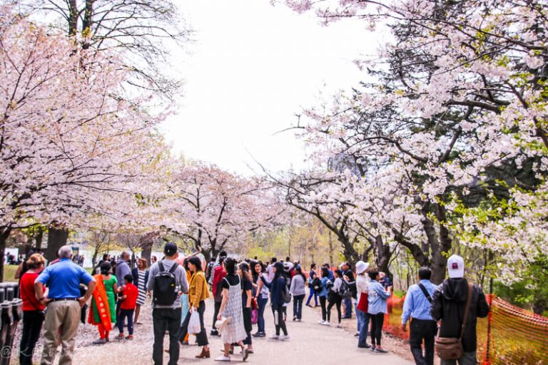 4 Great spots for cherry blossoms in Toronto