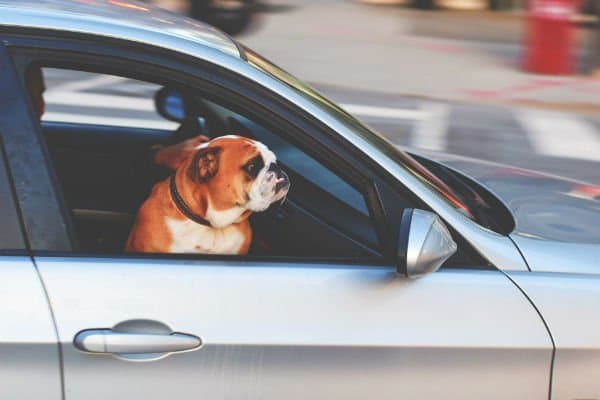 future of travel: road trip wth dogs