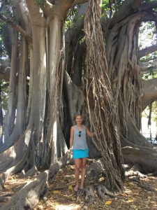 ficus trees and roots