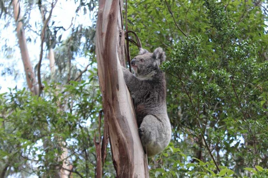 koala bear on a tree