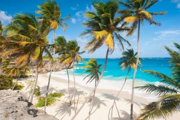 A beach in Barbados with palm trees