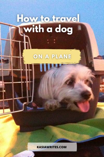 Flying with pets to Italy: important steps you need | kasiawrites