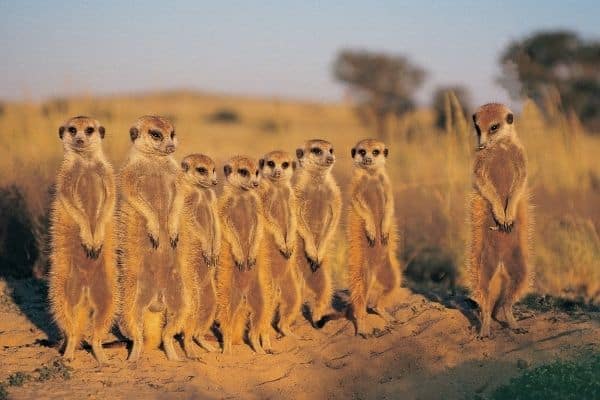 Meercats In Botswana